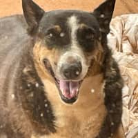 Photo of Daisy
