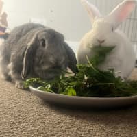 Photo of Marshmallow & Stormy