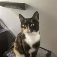 Photo of Cleocatra