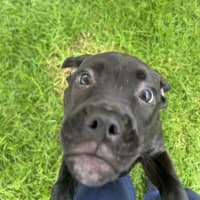 Photo of Kali