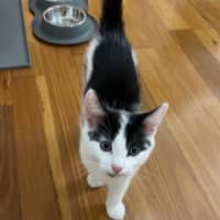 Photo of Oreo