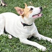 Photo of Harry 🎾🐕 (Assisted Rehome)