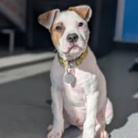 Photo of Milo