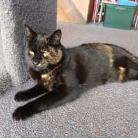 Photo of Birdie 
