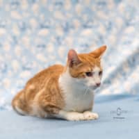 Photo of Jayce **2nd Chance Cat Rescue**