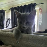 Photo of Misty