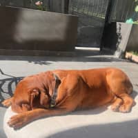 Photo of Bosco