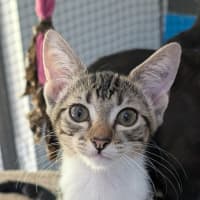 Photo of Leila (Ex Opalite)