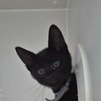 Photo of Prancer (8909)