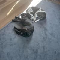 Photo of Sheeba