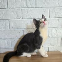 Photo of Dip