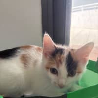 Photo of Roxy