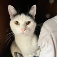 Photo of Levi *9 Lives Project Rescue*