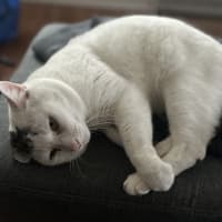 Photo of Squish