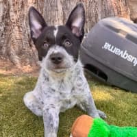 Photo of Bindi 💞🎾