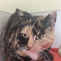 Photo of 🌖 Agatha 6518 🌖