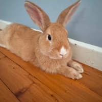 Photo of Popcorn Charlie
