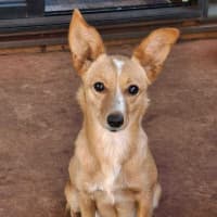 Photo of Foxie