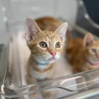 Photo of Pumpkin