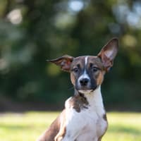 Photo of Joey