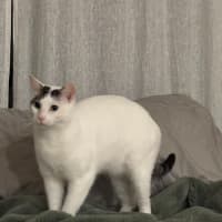 Photo of Lucky & Rose *9 Lives Project Rescue*