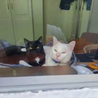 Photo of Kit