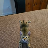 Photo of Gizmo