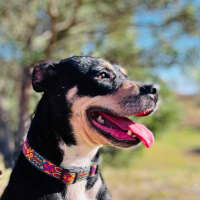 Photo of Tess