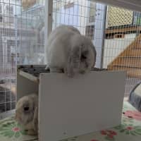 Photo of Harlow & Quinn