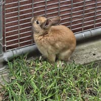 Photo of Basil