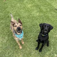 Photo of Noah *$250 Adoption Fee*