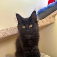 Photo of Olive