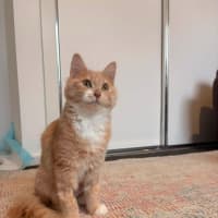 Photo of Ember (Was Creamy)