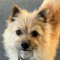 Photo of Henry   5 Year Old Pomeranian X Maltese