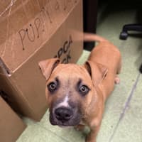 Photo of Rex