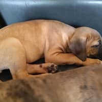 Photo of Padfoot (Was Peanut)