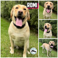 Photo of Roni