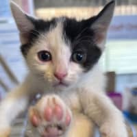 Photo of Marshmallow
