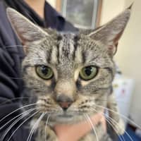 Photo of Banoffee