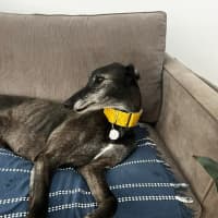 Photo of Danny, The Greyhound 