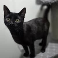 Photo of Toothless