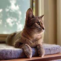 Photo of Melody   In Foster Care In Templestowe