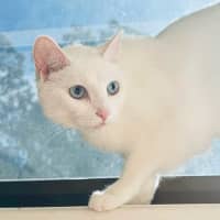 Photo of Coops