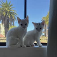 Photo of Paneer (With Halloumi)