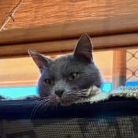 Photo of Smokey