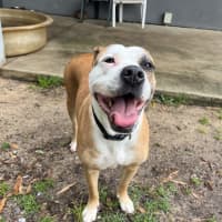 Photo of Shelby