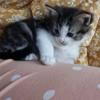 Photo of Lucifer