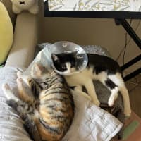 Photo of Moomoo & Bonbon