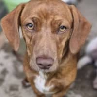 Photo of Cinnamon Swirl 