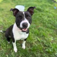 Photo of Molly Imp 1754